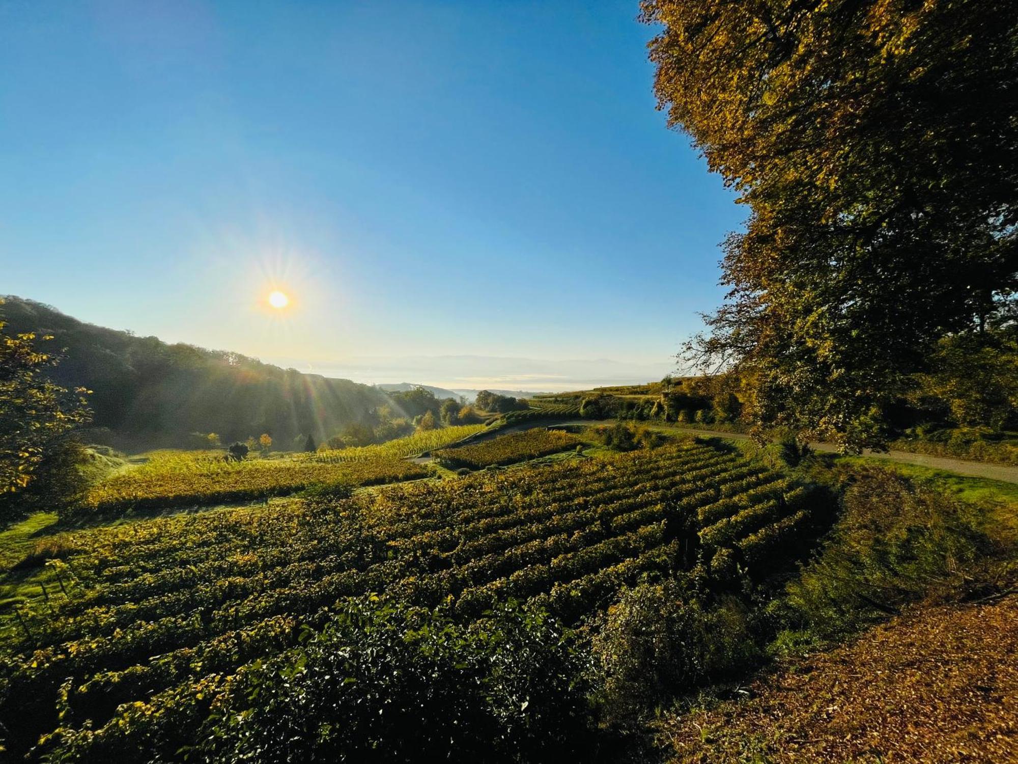 Zum Rayers Cafe-Restaurant & Boutique-Hotel Niederrotweil Exteriör bild
